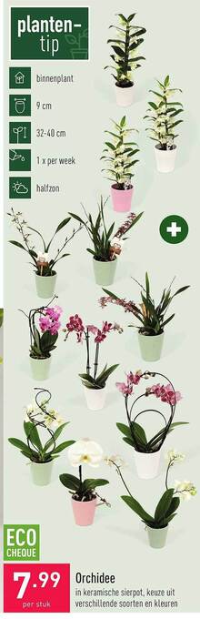 ALDI Orchidee aanbieding