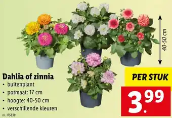 Dahlia of Zinnia Per Stuk