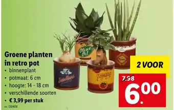 Lidl Groene Planten in Retro Pot 2 Voor aanbieding