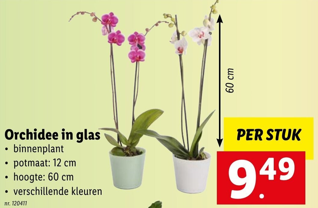 Orchidee in Glas Per Stuk promotie bij Lidl