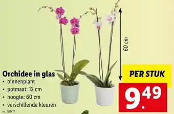 Orchidee in Glas Per Stuk