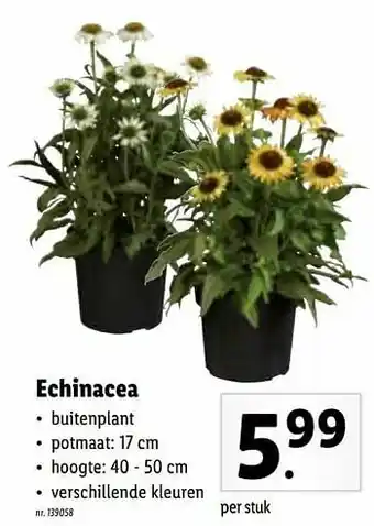 Echinacea