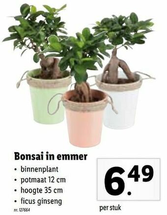 Bonsai in emmer