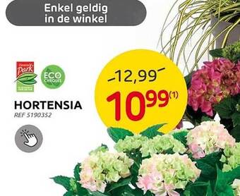 Brico Hortensia aanbieding