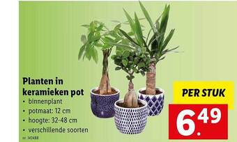 Planten in keramieken pot