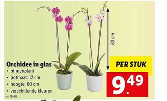 Lidl Orchidee in glas aanbieding