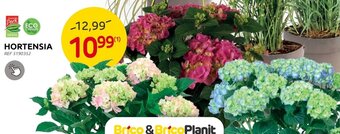 Brico Hortensia aanbieding