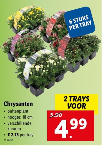 Lidl Chrysanten aanbieding