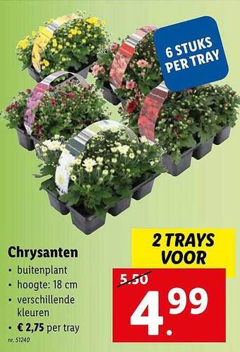 Lidl Chrysanten aanbieding