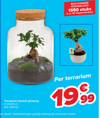 Terrarium Bonsai Ginseng