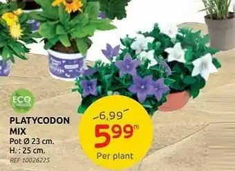 Brico Platycodon mix aanbieding
