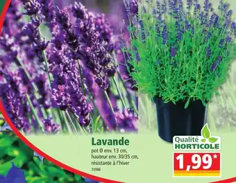 Qualite Horticole Lavande