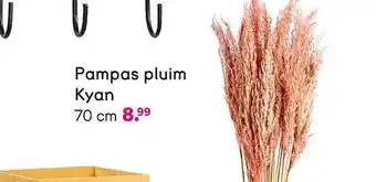 Pampas pluim kyan