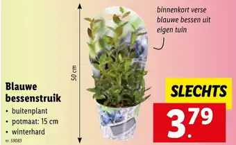 Lidl Blauwe bessenstruik 50 cm aanbieding