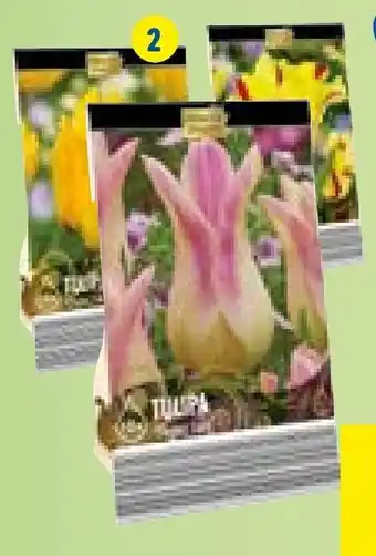 Bloembollen premium