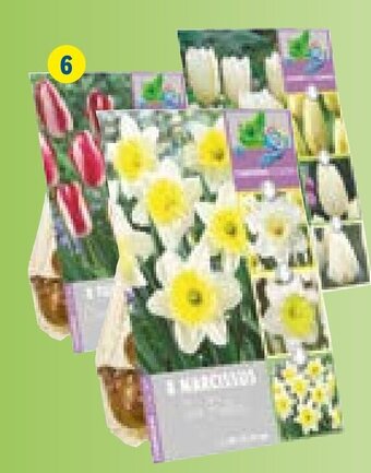 Bloembollen met kleurwissel