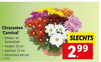 Lidl Chrysanten carnival aanbieding