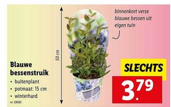 Lidl Blauwe bessenstruik aanbieding
