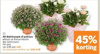 Albert Heijn AH bolchrysant of potroos aanbieding