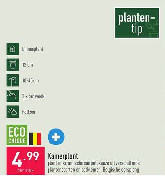 ALDI Kamerplant aanbieding