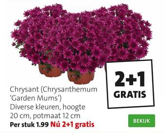Chrysant