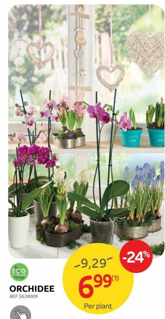 Brico Orchidee aanbieding