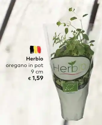 Bio Planet Herbio oregano in pot 9 cm aanbieding