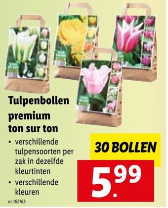 Lidl Tulpenbollen premium ton sur ton aanbieding