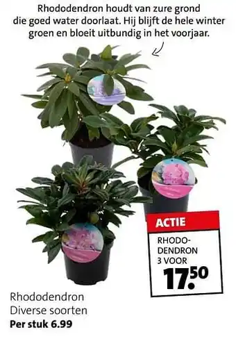Rhododendron diverse soorten