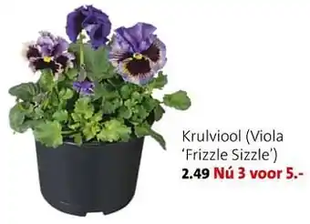 Krulviool viola frizzle sizzle
