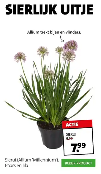 Sierui (allium 'millennium')