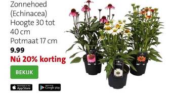 Zonnehoed
