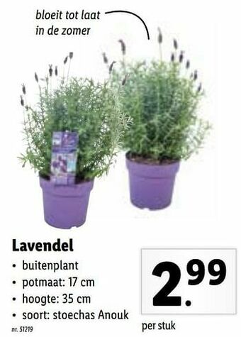 Lidl Lavendel aanbieding