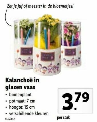 Lidl Kalanchoë in glazen vaas aanbieding