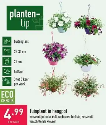 Tuinplant in hangpot