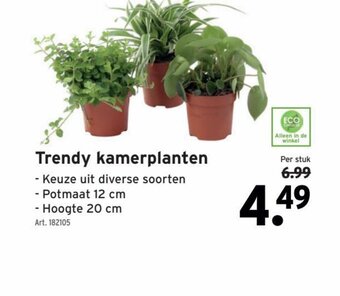 Trendy kamerplanten