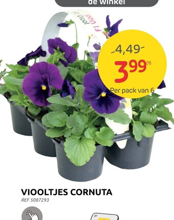 Viooltjes Cornuta