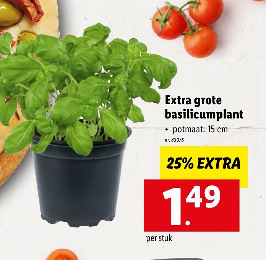 Extra grote basilicumplant promotie bij Lidl