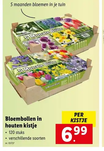 Lidl Bloembollen in houten kistje per kistje aanbieding