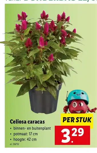 Lidl Celiosa caracas per stuk aanbieding
