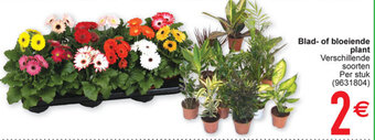 Cora Blad- of bloeiende plant aanbieding