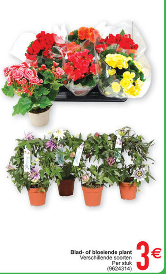 Cora Blad- of bloeiende plant aanbieding