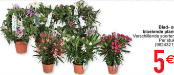 Cora Blad- of bloeiende plant aanbieding