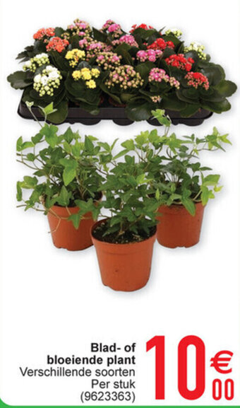 Cora Blad- of bloeiende plant aanbieding