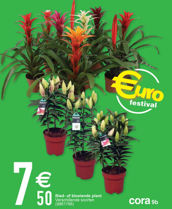 Cora Blad- of bloeiende plant aanbieding