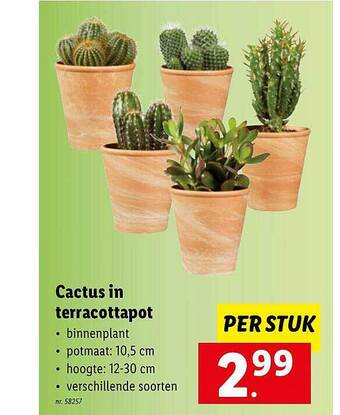 Lidl Cactus in terracottapot aanbieding