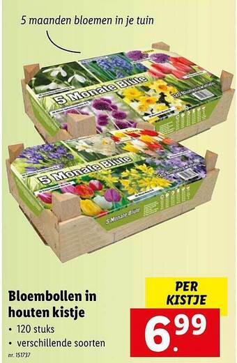 Lidl Bloembollen in houten kistje aanbieding
