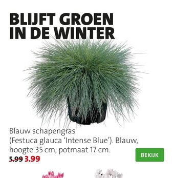 Intratuin Blauw schapengras aanbieding