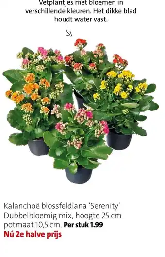Intratuin Kalanchoe blossfeldiana 'serenity' dubbelbloneming mix per stuk aanbieding
