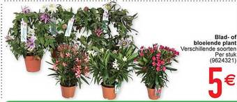 Blad- of bloeiende plant